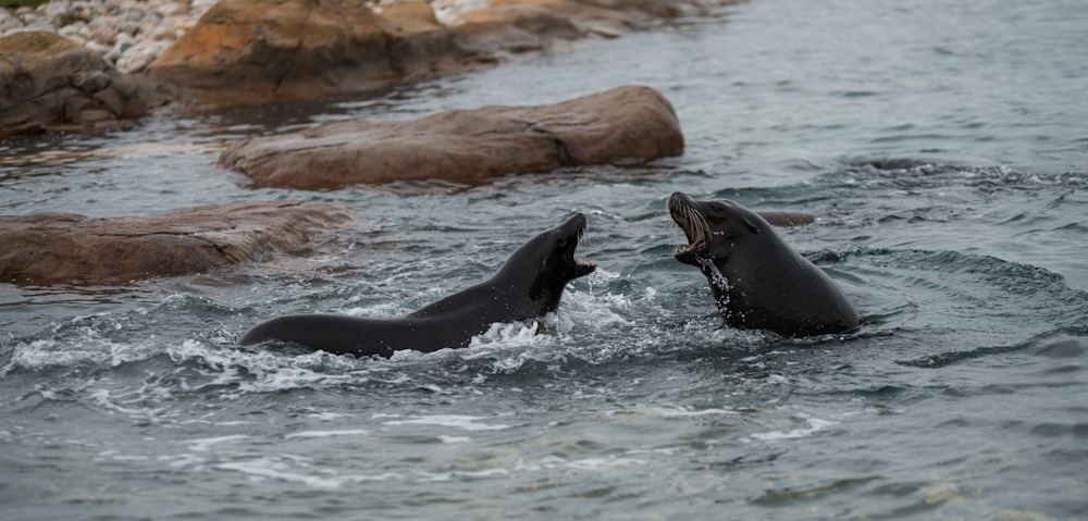 yorkshire wildlife park